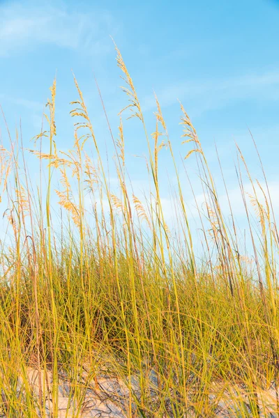 Duinen met gras en blue sky — Stockfoto