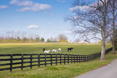 Early spring countrside landscape. Horses at horse farm.