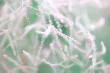 Abstract blurred floral natural background.