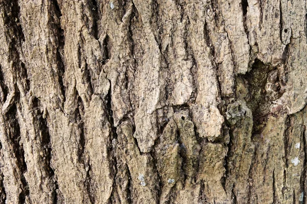 Schors van bomen — Stockfoto