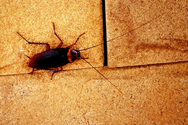 Kakkerlakken — Stockfoto