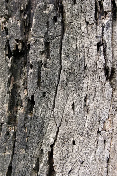 Schors van oudere bomen — Stockfoto