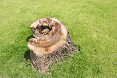 güdük ve çimlere Park, Park güdük