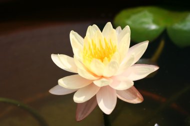 Sarı lotus