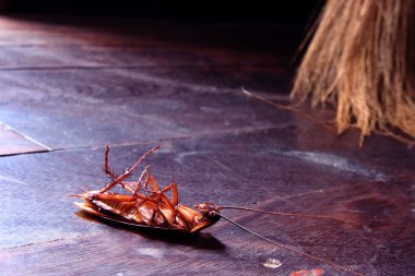 Dead cockroaches clipart