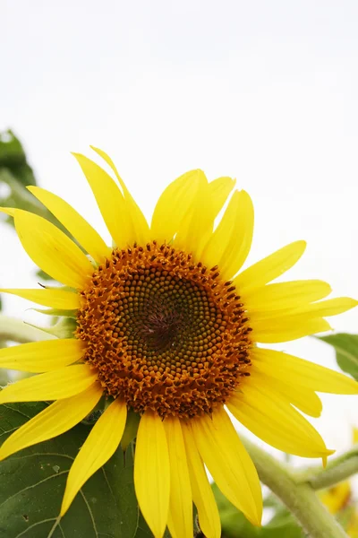 Sunflower — Stock Photo, Image