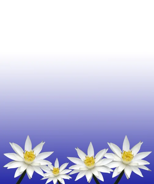 Isolated lotus white — Stock Photo, Image