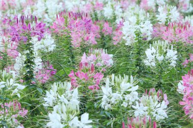 örümcek çiçek veya cleome spinosa çiçek