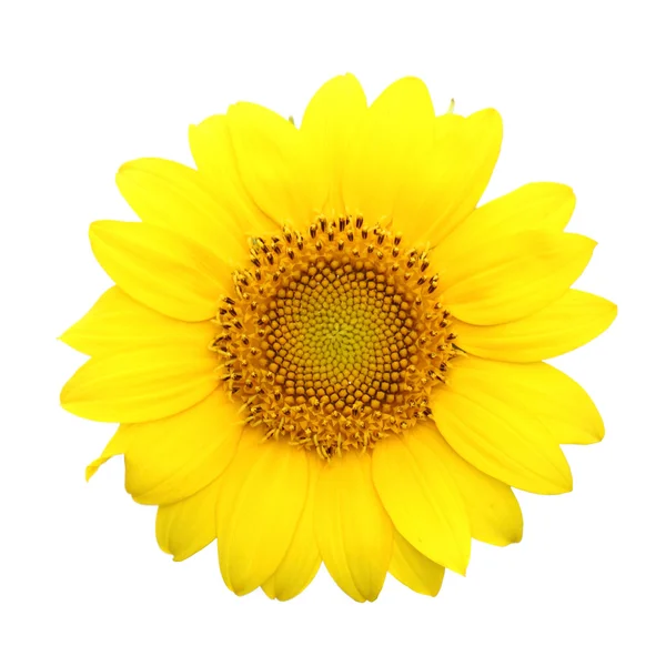 Sunflower isolated on white background with clipping path — Stock Photo, Image