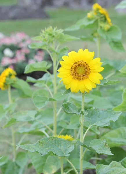 Sunflower in garden — Stock Photo, Image