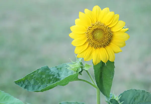 Sunflower in garden — Stock Photo, Image