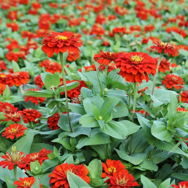 Fiori di zinco — Foto Stock