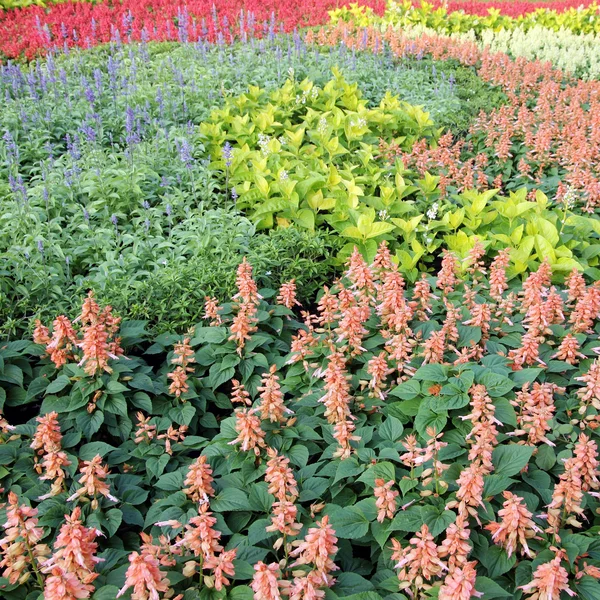 Schöne bunte Blume im Garten — Stockfoto