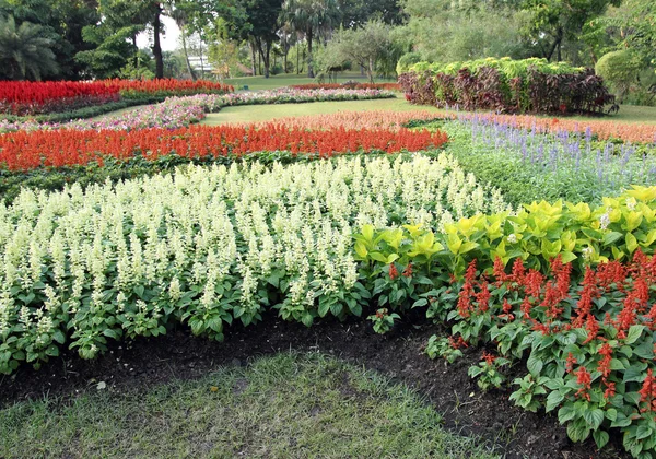 Colorful flower in the garden — Stock Photo, Image