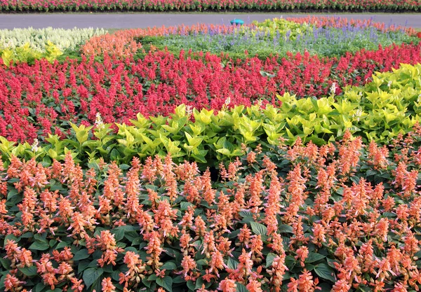 Fiore colorato in giardino — Foto Stock