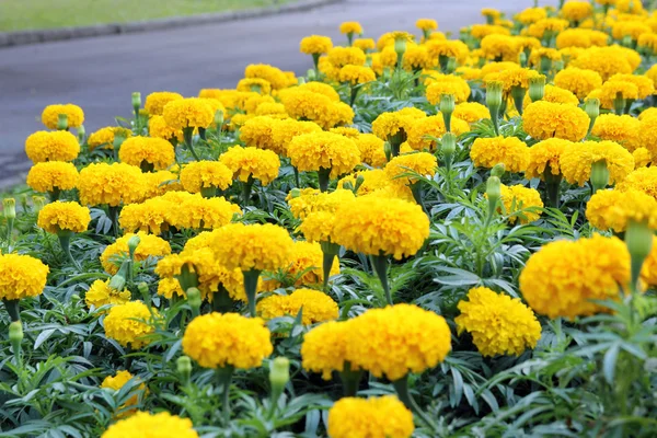 Marigold flower in the garden — Stock Photo, Image