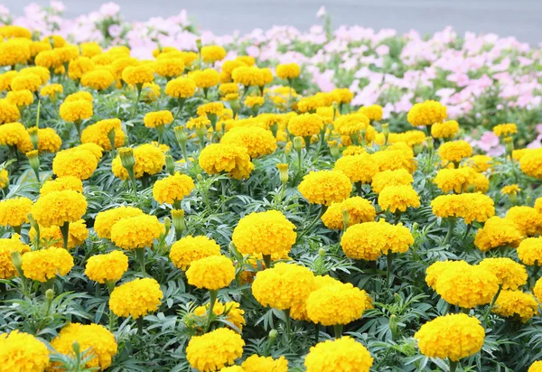 Marigold flower in the garden — Stock Photo, Image