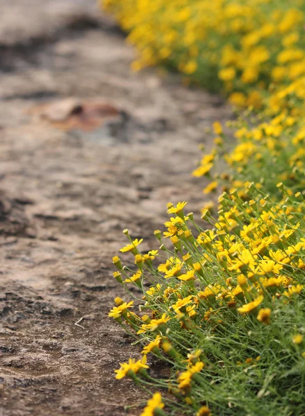 Wedelia trilobata im Garten — Stockfoto