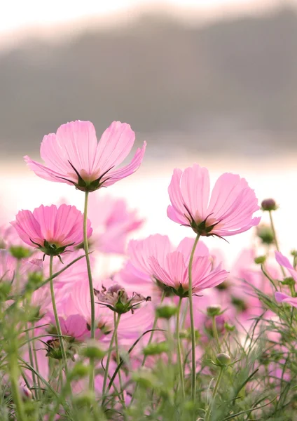 Kosmos Blumen — Stockfoto