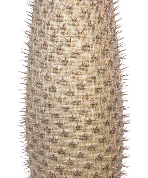 Espinas de cactus aisladas sobre blanco —  Fotos de Stock