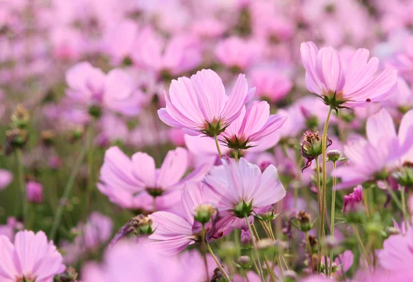 波斯菊花海 — 图库照片