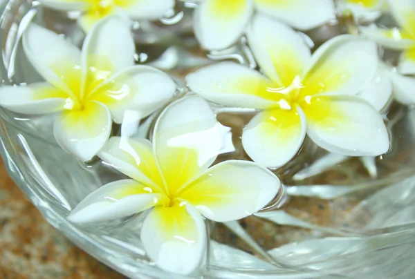 Flores tropicales frangipani flotando en el agua —  Fotos de Stock