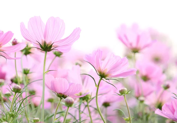 Kosmos Blumen isoliert auf weiß — Stockfoto