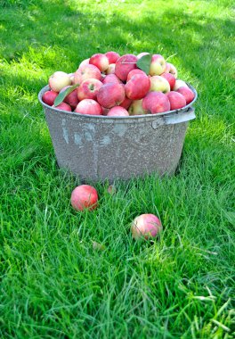 taze elma bahçesinde hasat kırpma