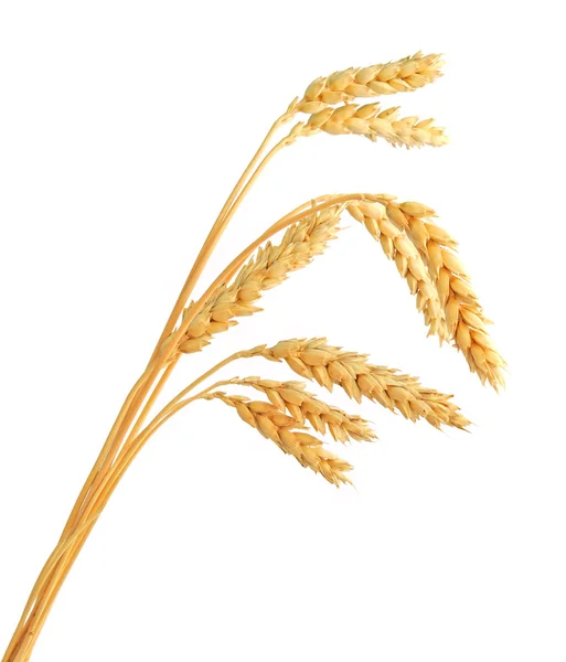 SAP buğday kulak beyaz zemin üzerine izole