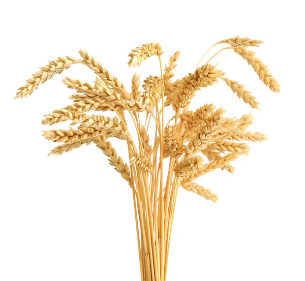 Talos de espigas de trigo isolados sobre fundo branco — Fotografia de Stock