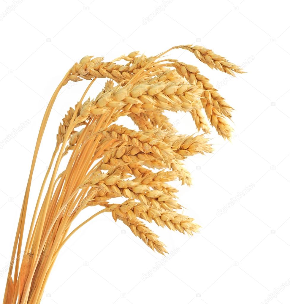 Stalks of wheat ears isolated on white background