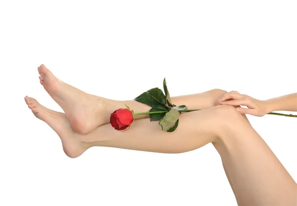 Female legs with rose isolated on white background — Stock Photo, Image