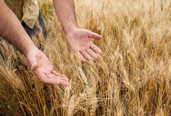 Farmář s jeho sklizně — Stock fotografie