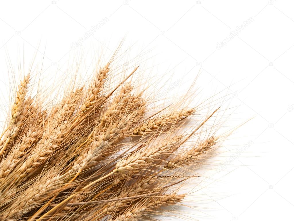 Spikelets of wheat  isolated on white background