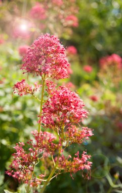 kırmızı çiçekler arka plan