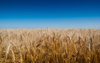 arka plan buğday kulakları ve mavi gökyüzü. ukra mecazi bayrağı