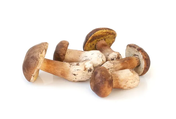 Wild mushrooms isolated on white background — Stock Photo, Image