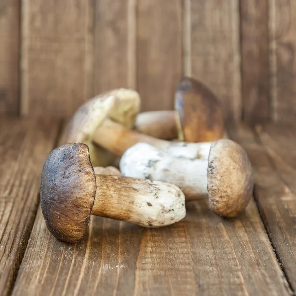 Summer mushrooms on a wooden background closeup — Stock Photo, Image