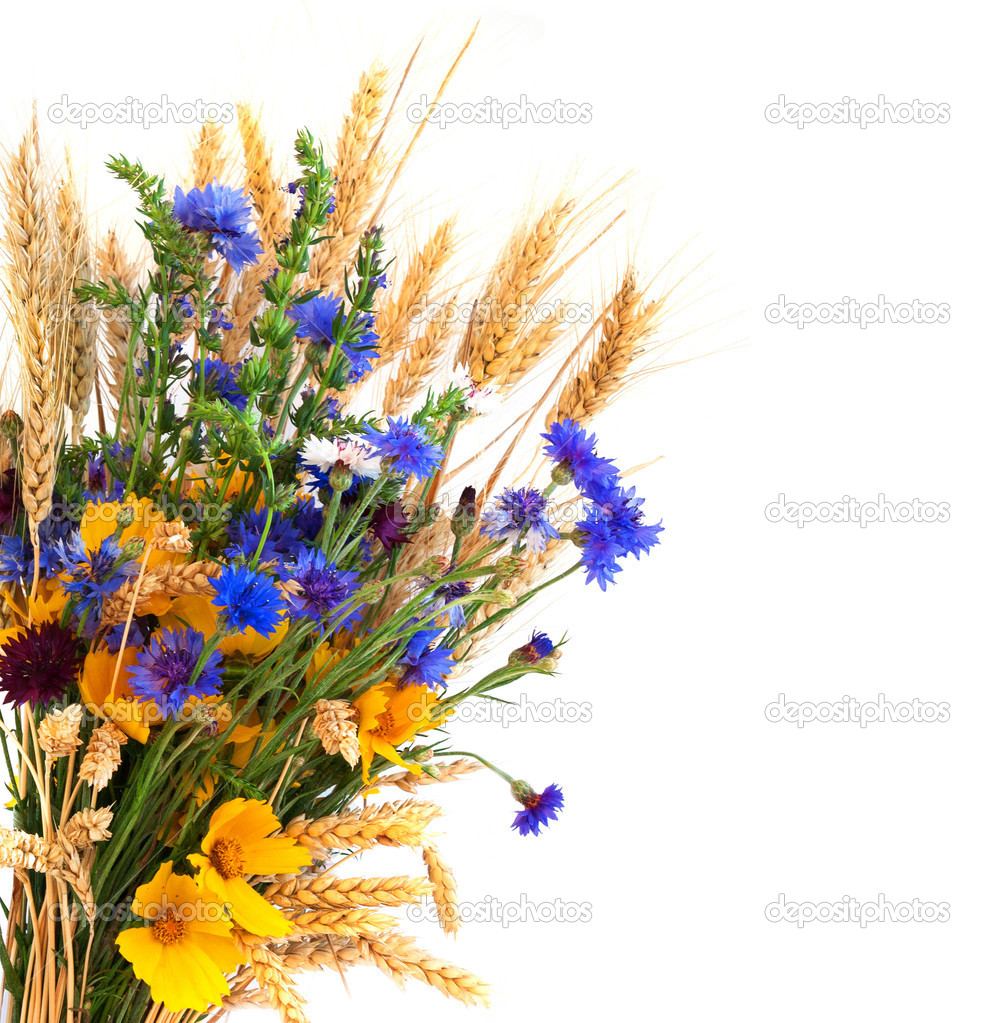 Bouquet from ears and field flowers isolated on white background