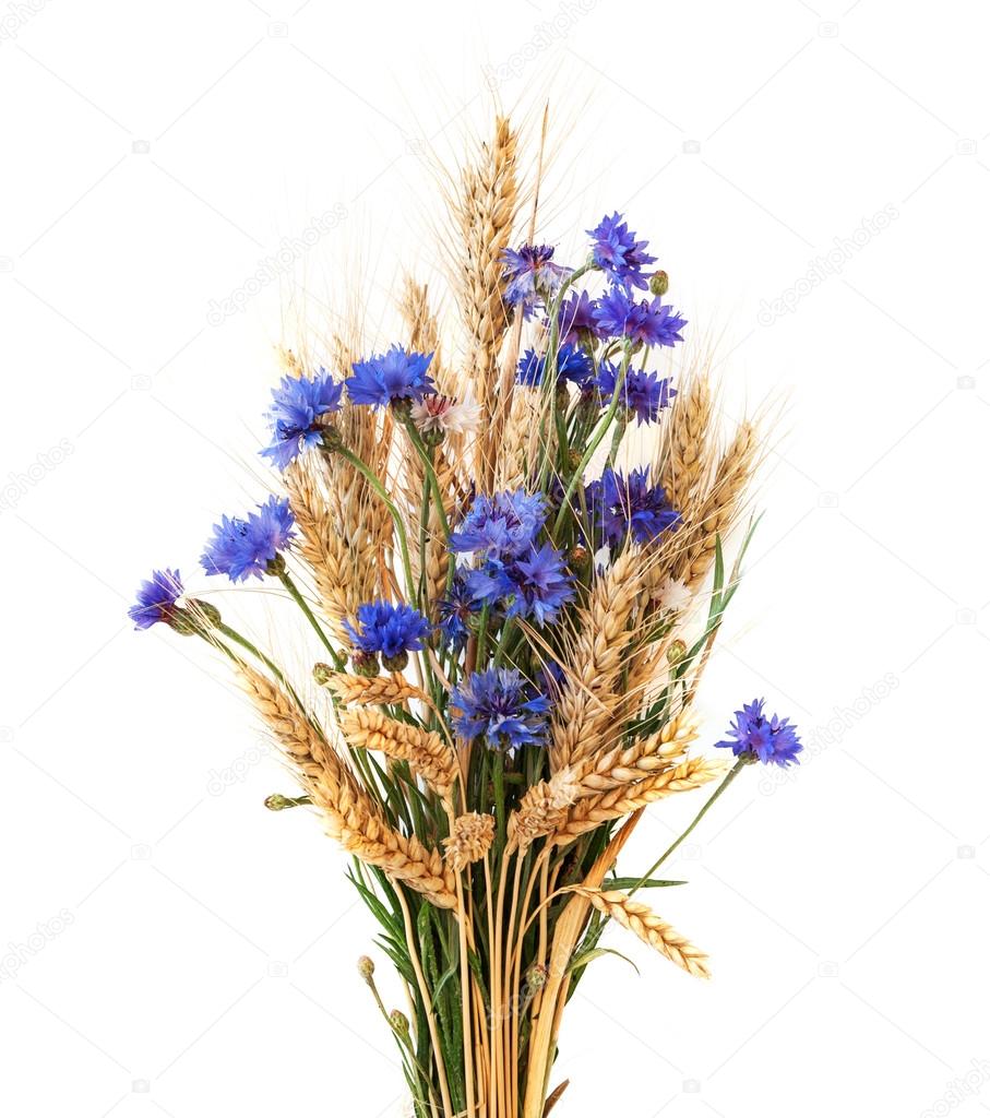 Bunch of cornflowers and ears isolated on white background