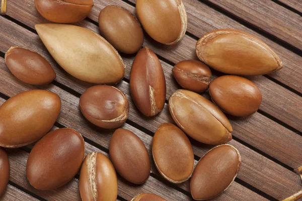 Seeds of argan,Morocco plant for cosmetic — Stock Photo, Image