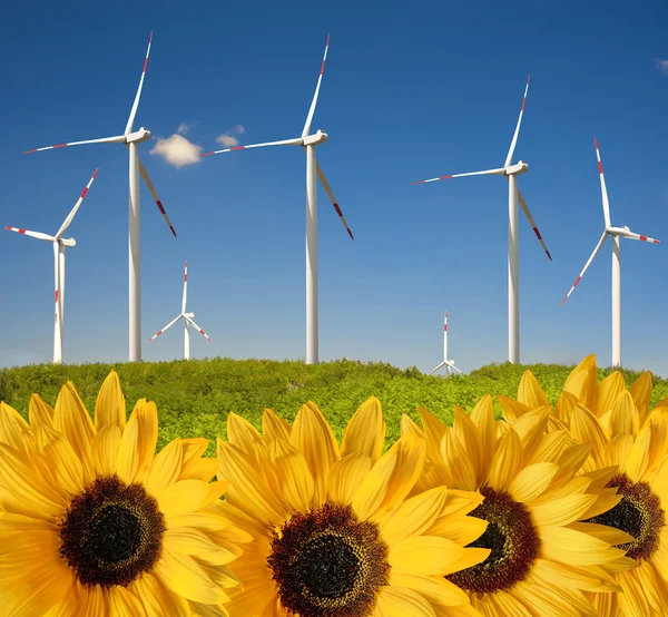 Zonnebloemen met druppels vooruit wind power plant — Stockfoto