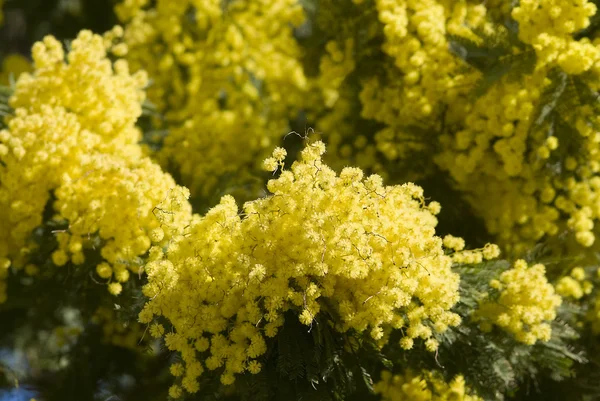 Mimosa flowers on plant — Stock Photo, Image