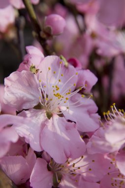 Pembe şeftali çiçekleri