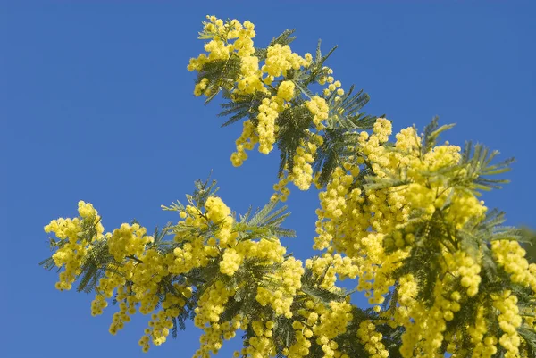 Fleurs de mimosa sur la plante — Photo