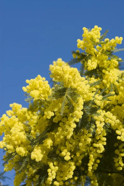 Mimosa flowers on plant — Stock Photo, Image