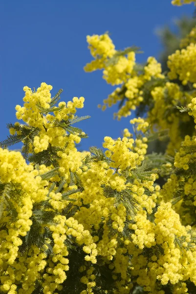 Fleurs de mimosa sur la plante — Photo