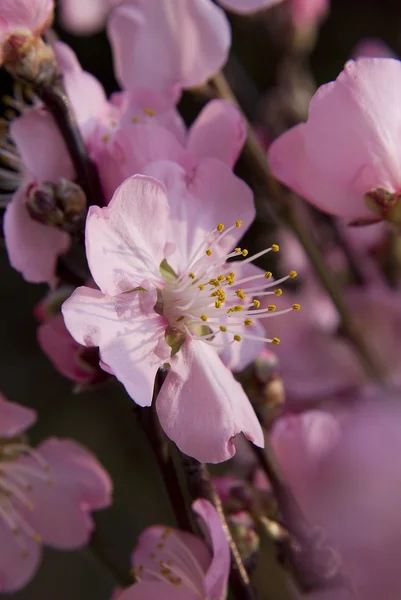 Flores de pêssego rosa — Fotografia de Stock