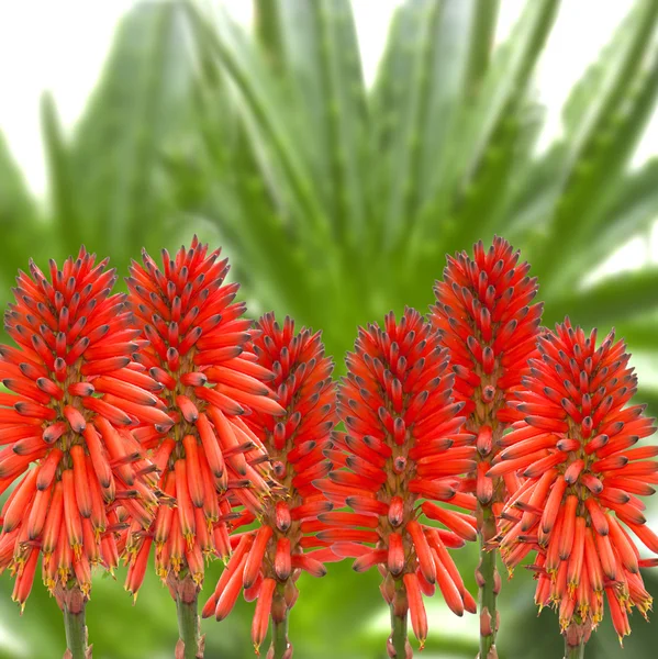 Flowers of the aloe vera plant — Stock Photo, Image