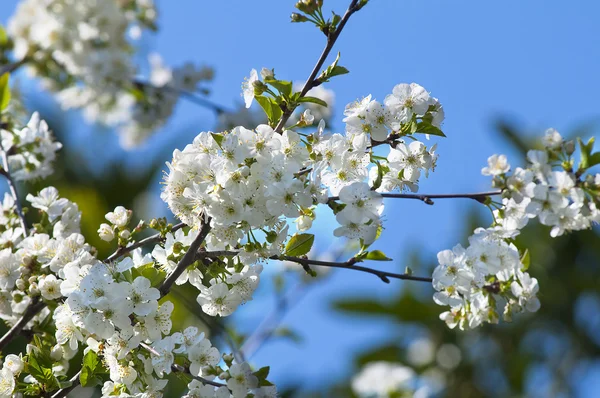 Branche de cerisier en fleurs avec des fleurs blanches — Photo